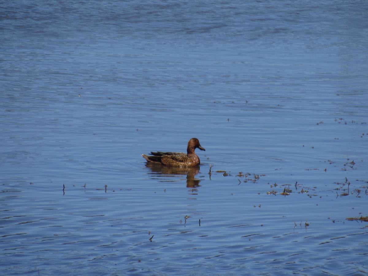 Cinnamon Teal - ML615573855