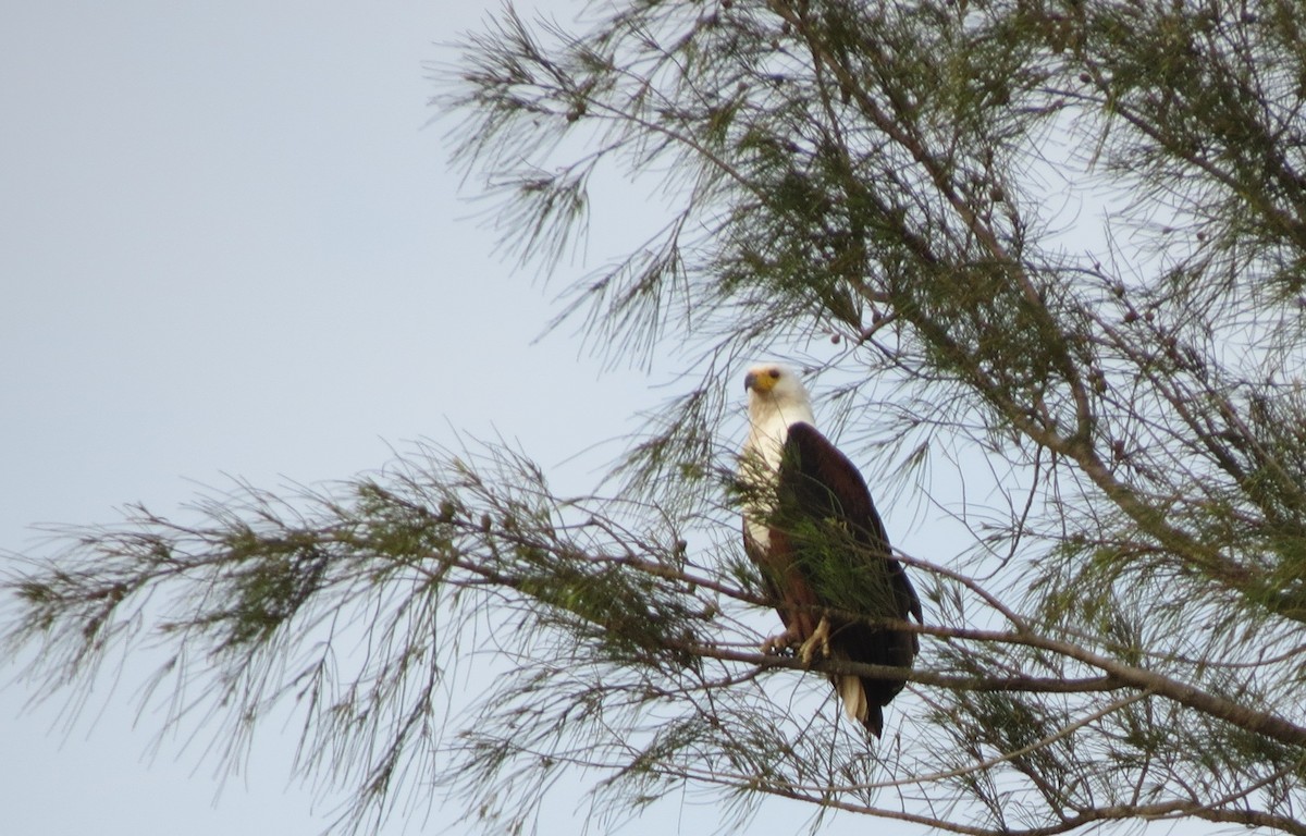 African Fish-Eagle - ML615573871