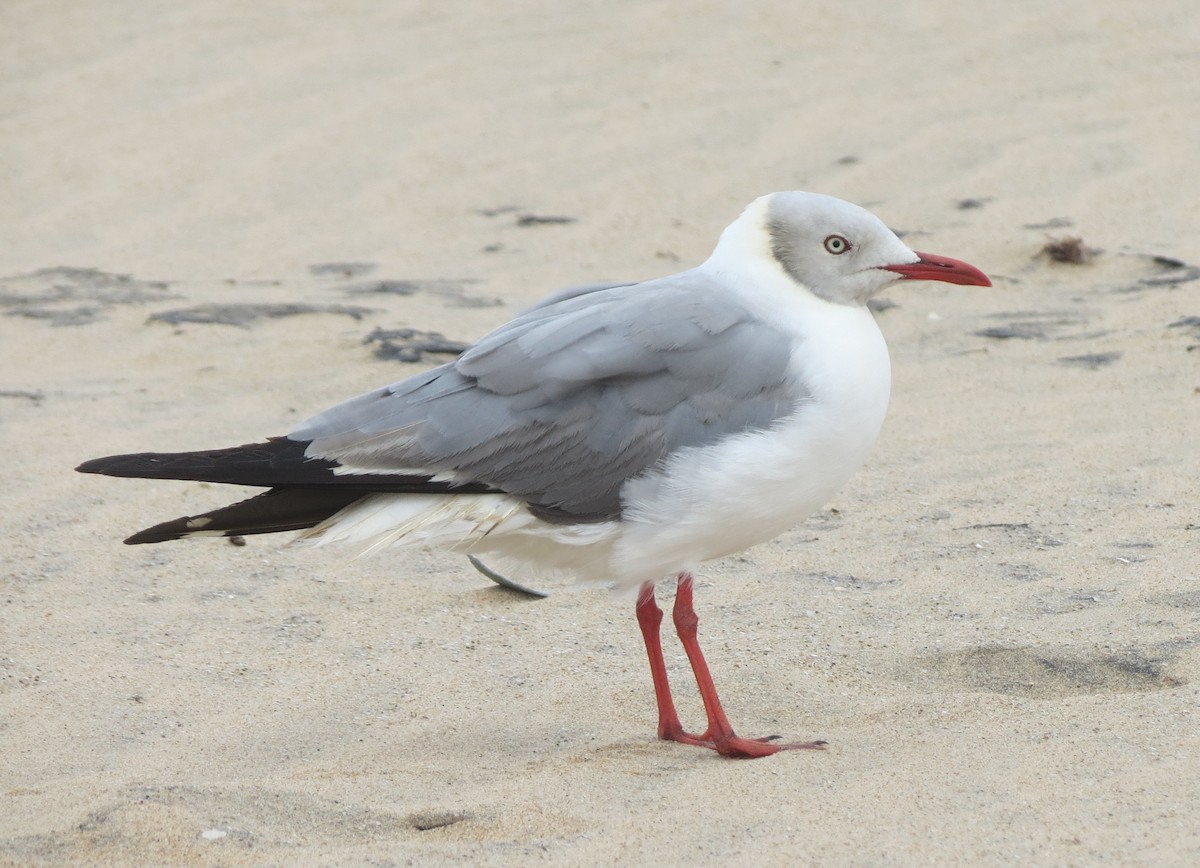 Gray-hooded Gull - Anonymous