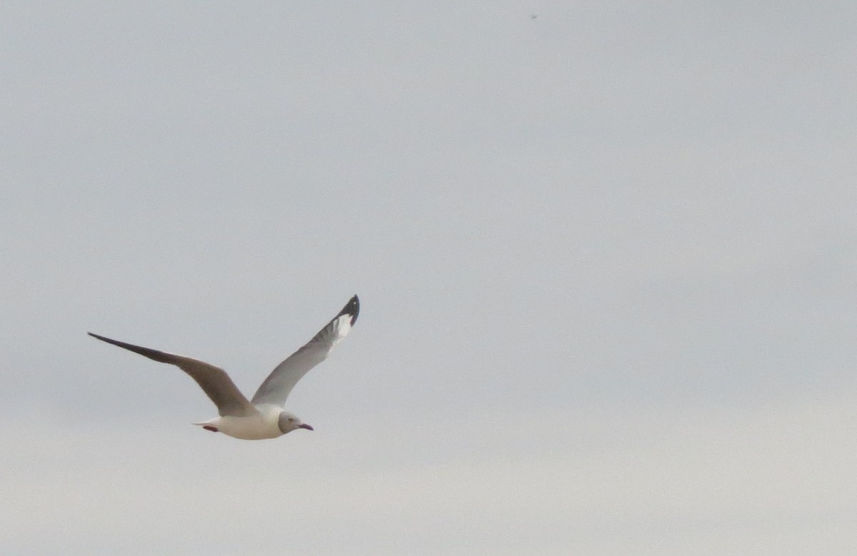 Gray-hooded Gull - Anonymous