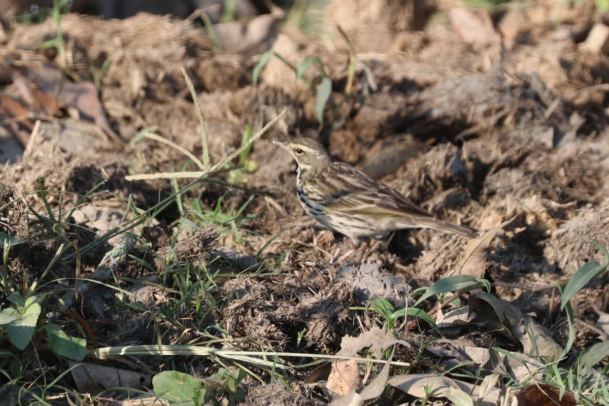 Olive-backed Pipit - Sabarna Salil