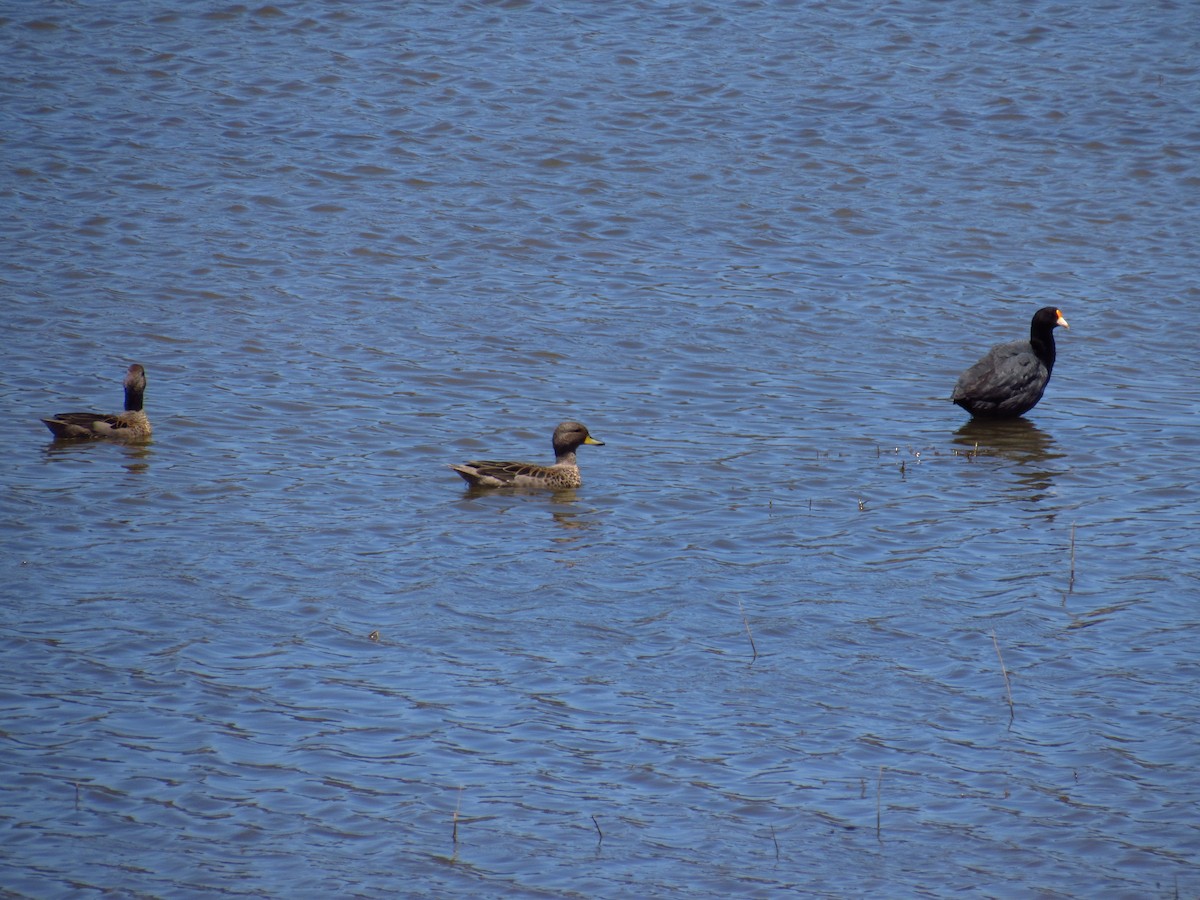 White-winged Coot - ML615573919