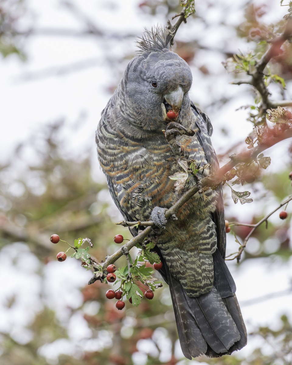 Gang-gang Cockatoo - Peter Stevens