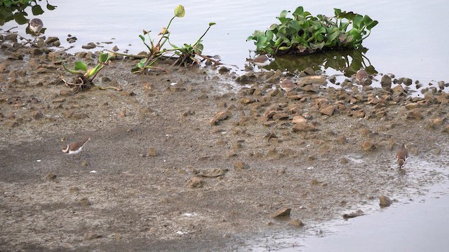 Little Ringed Plover - ML615573924