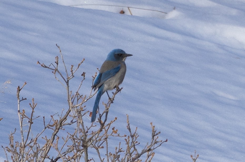 Woodhouse's Scrub-Jay - ML615573946