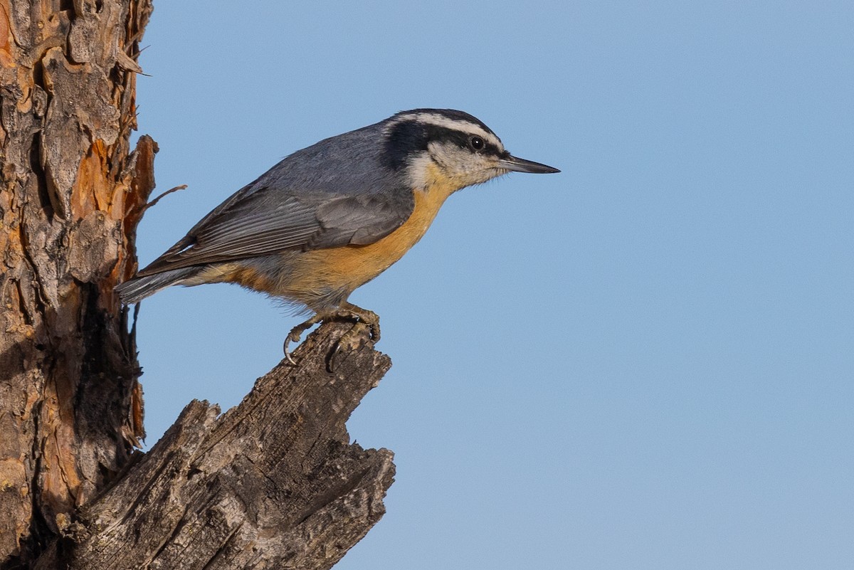 Red-breasted Nuthatch - ML615573949