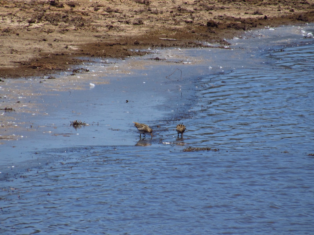 Magellanic Snipe - ML615573950