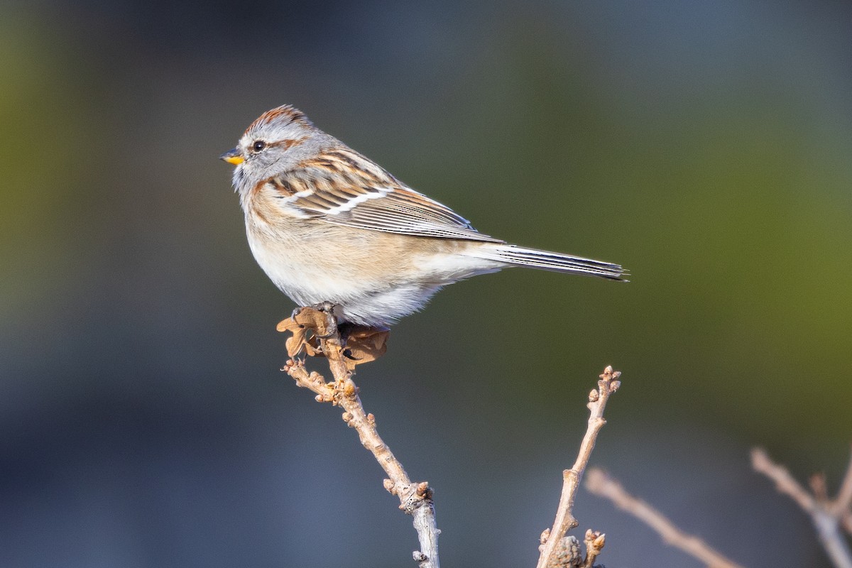 American Tree Sparrow - ML615573957