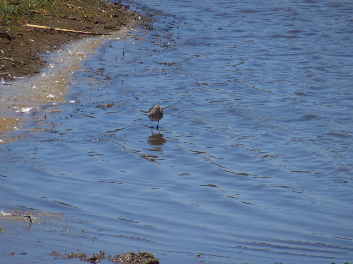 Lesser Yellowlegs - ML615573971