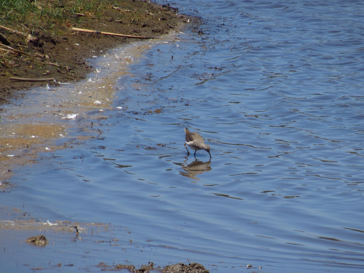 Lesser Yellowlegs - ML615573972