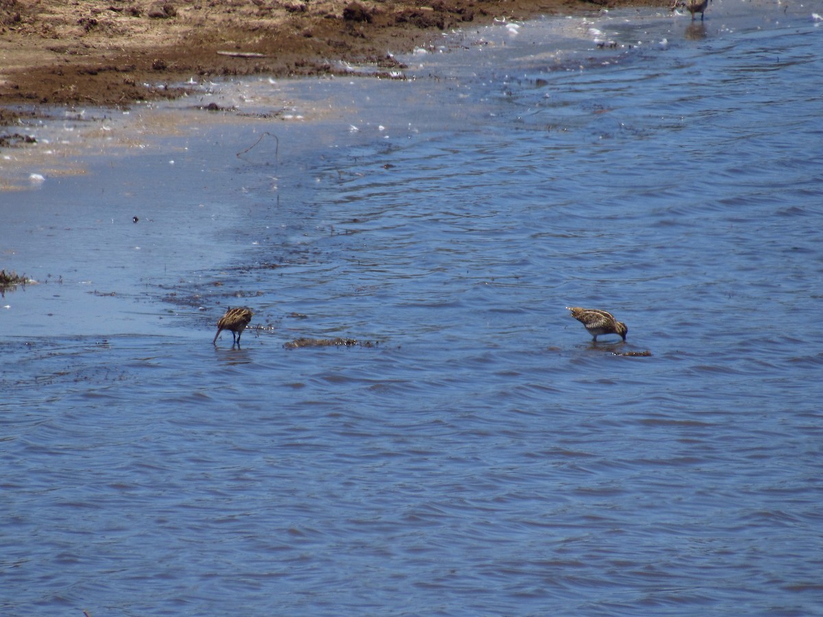 Magellanic Snipe - ML615573977