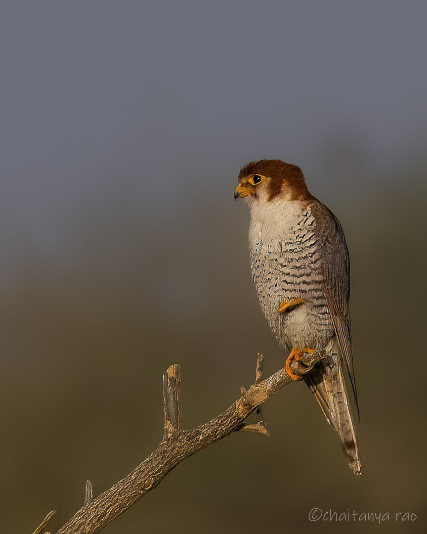 Red-necked Falcon - ML615573978
