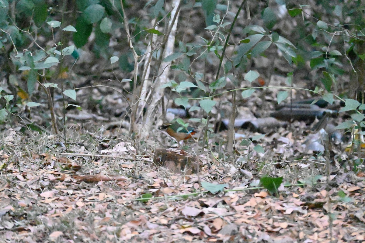 Indian Pitta - Ashwin R