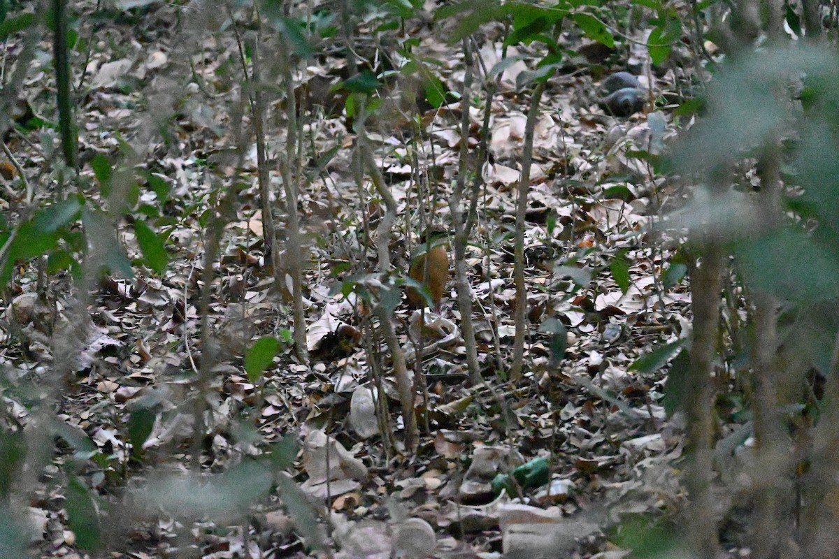 Indian Pitta - Ashwin R