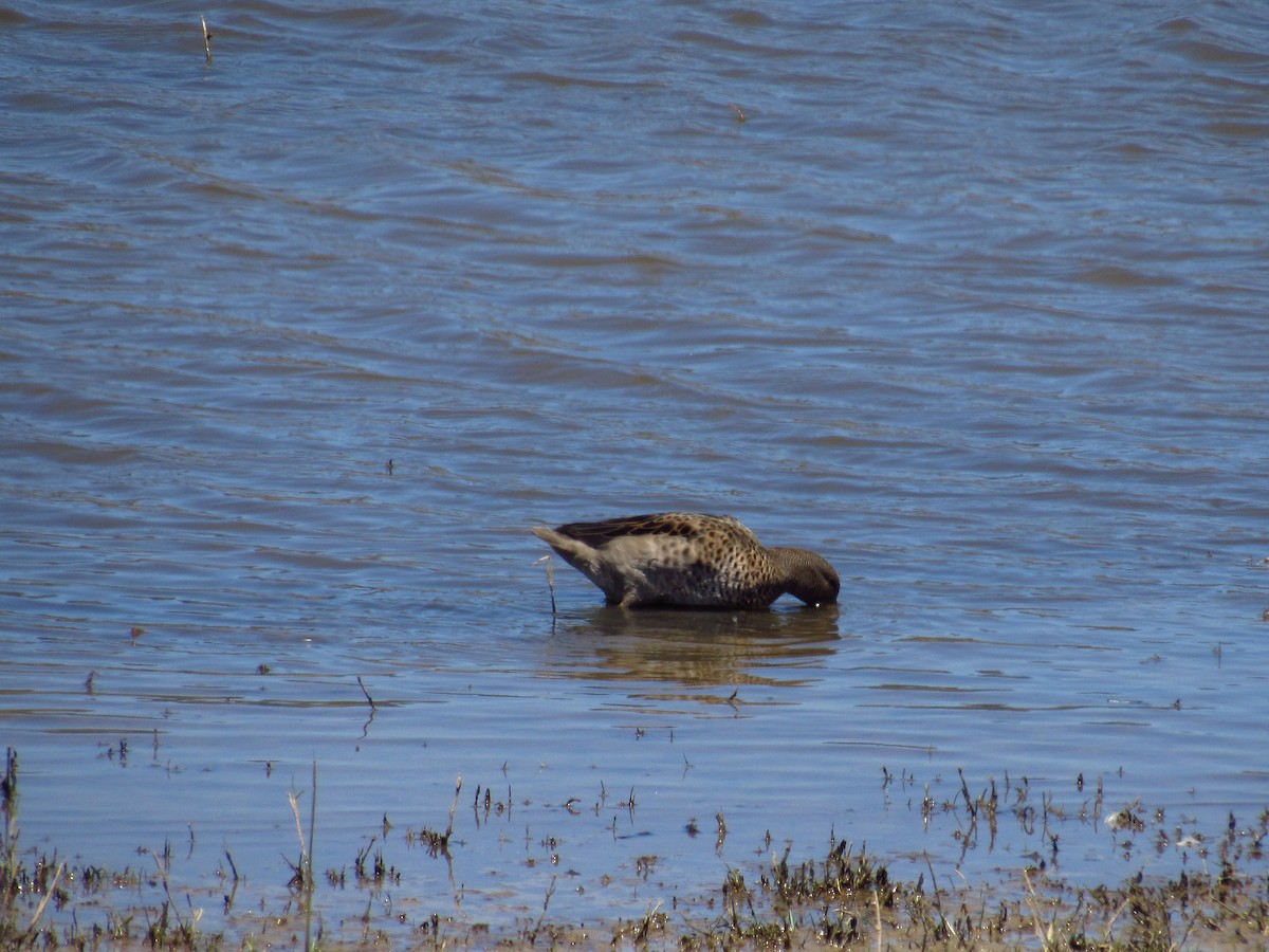 Yellow-billed Teal - Mario Reyes