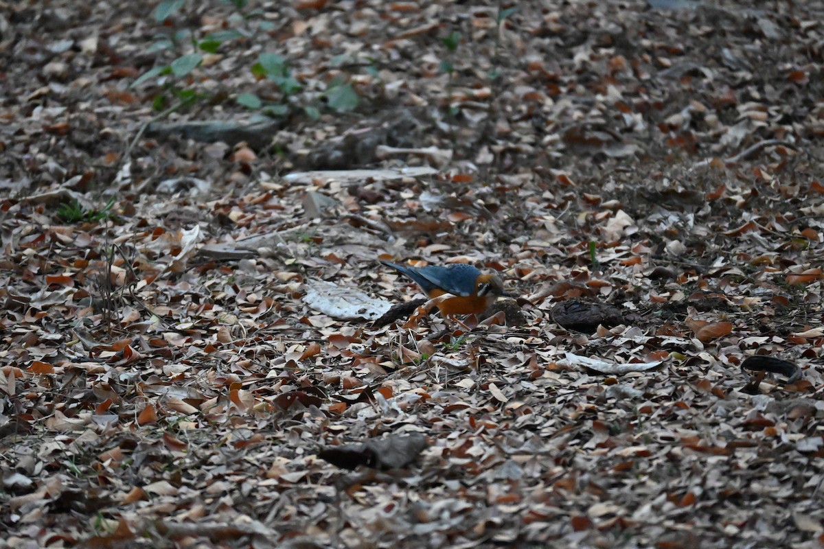 Orange-headed Thrush - ML615573997