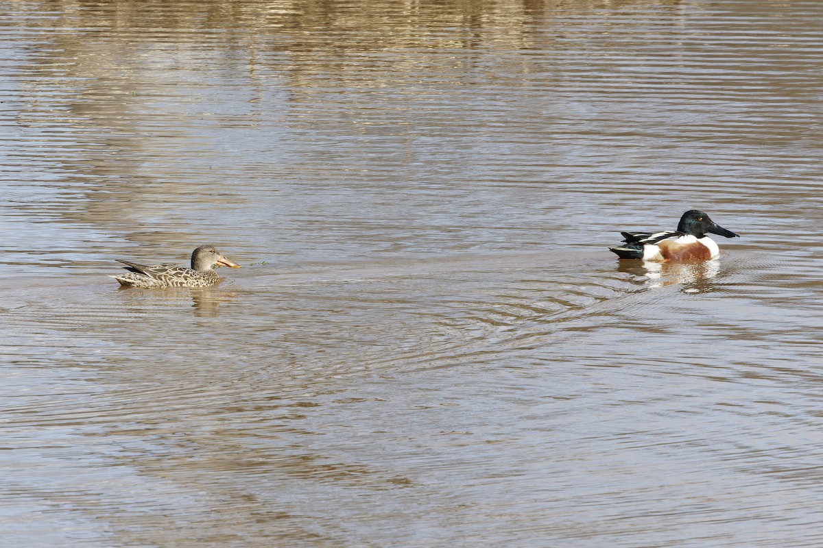 Northern Shoveler - ML615574022