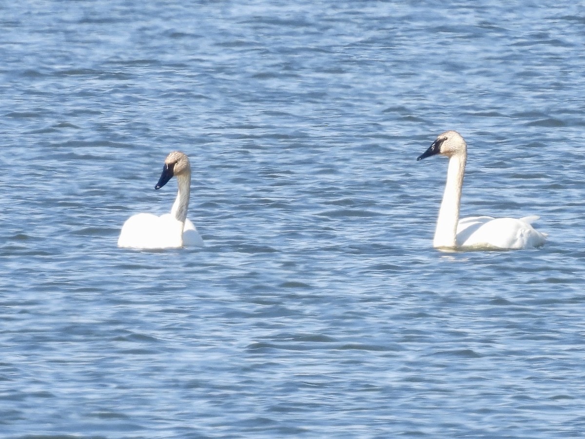 Trumpeter Swan - Jayne L