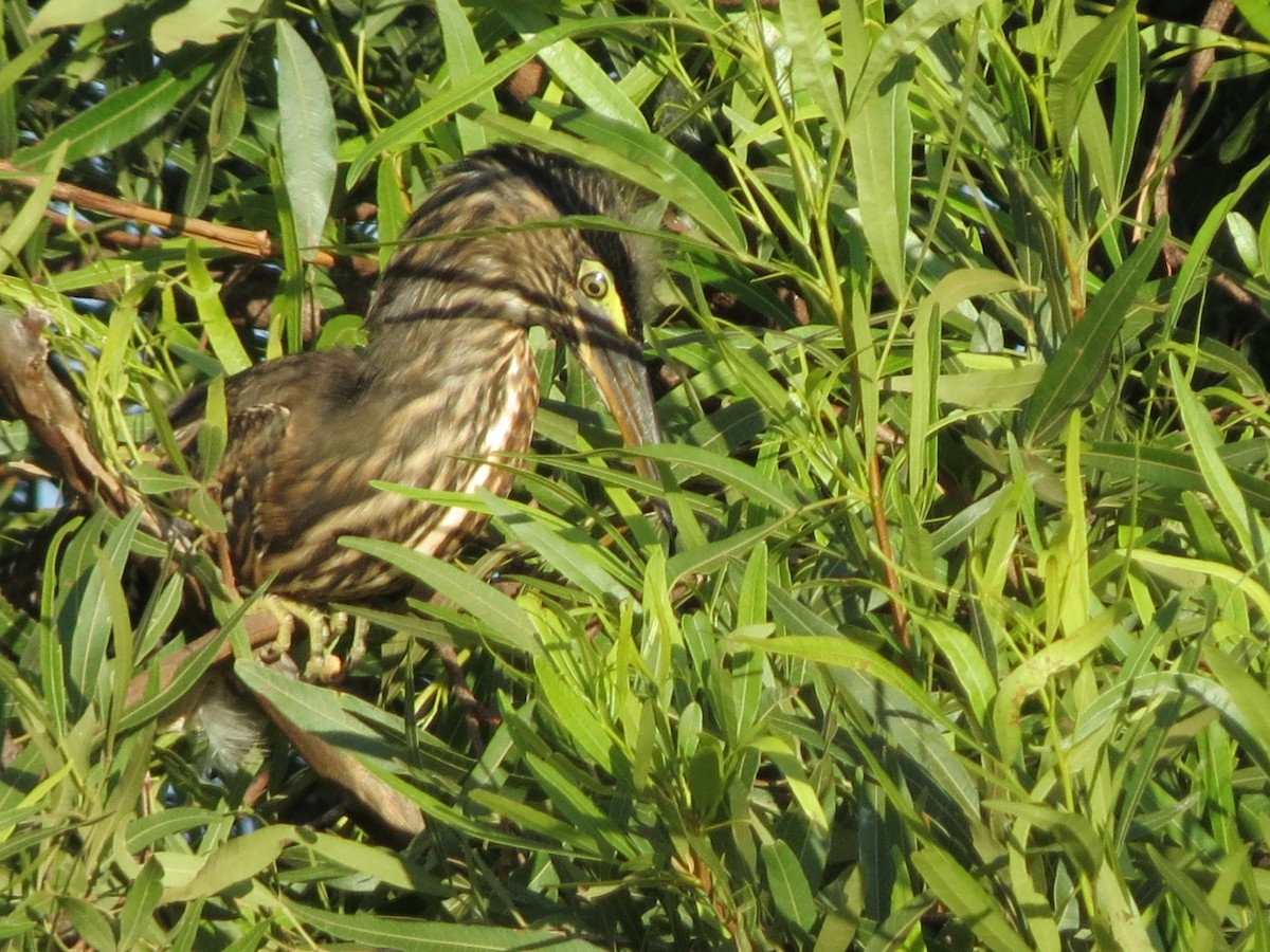 綠簑鷺 - ML615574041