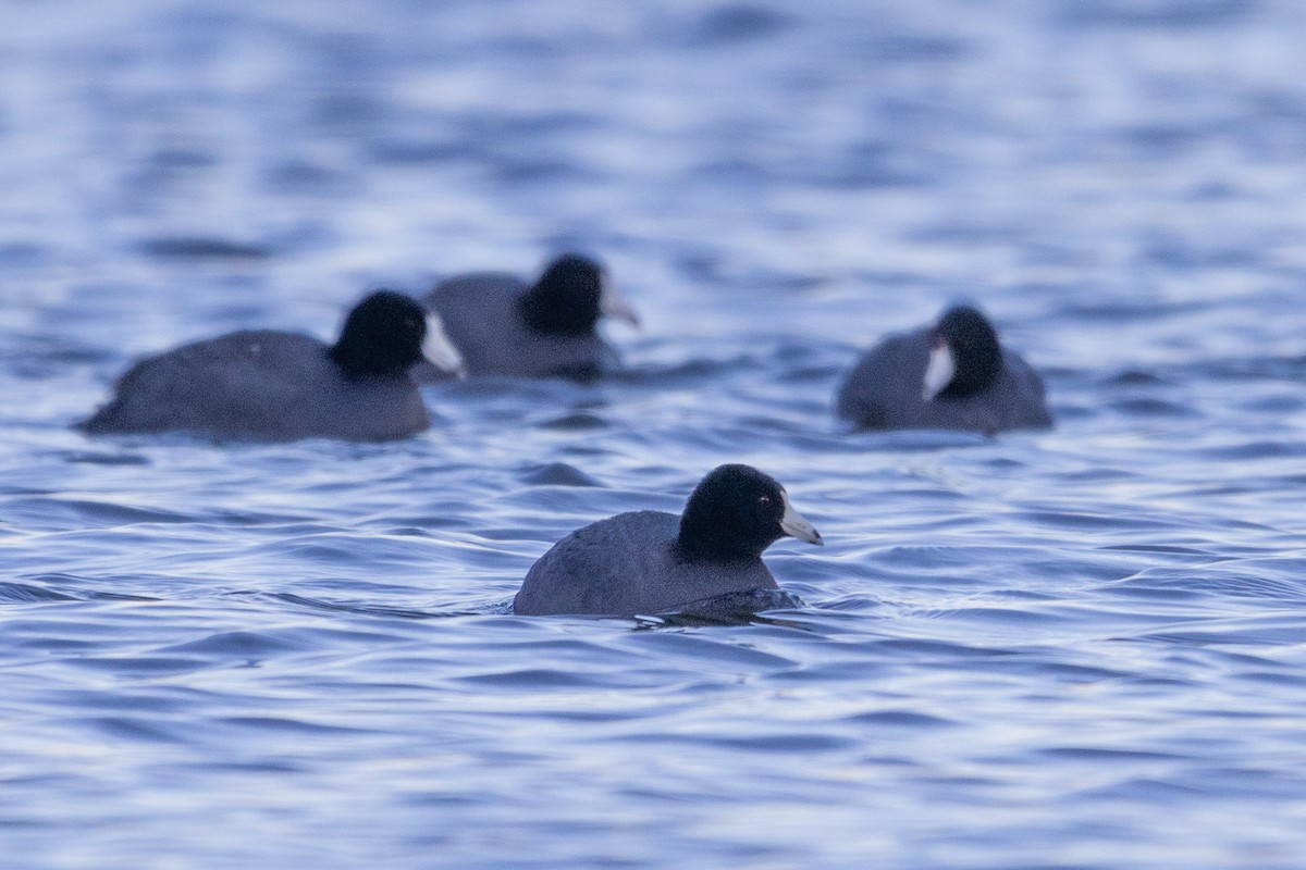 American Coot - ML615574044