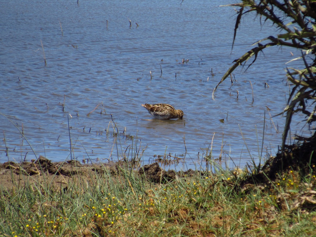 Magellanic Snipe - ML615574073