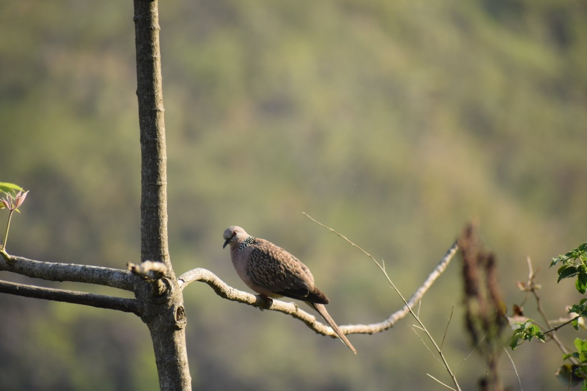 Spotted Dove - ML615574085
