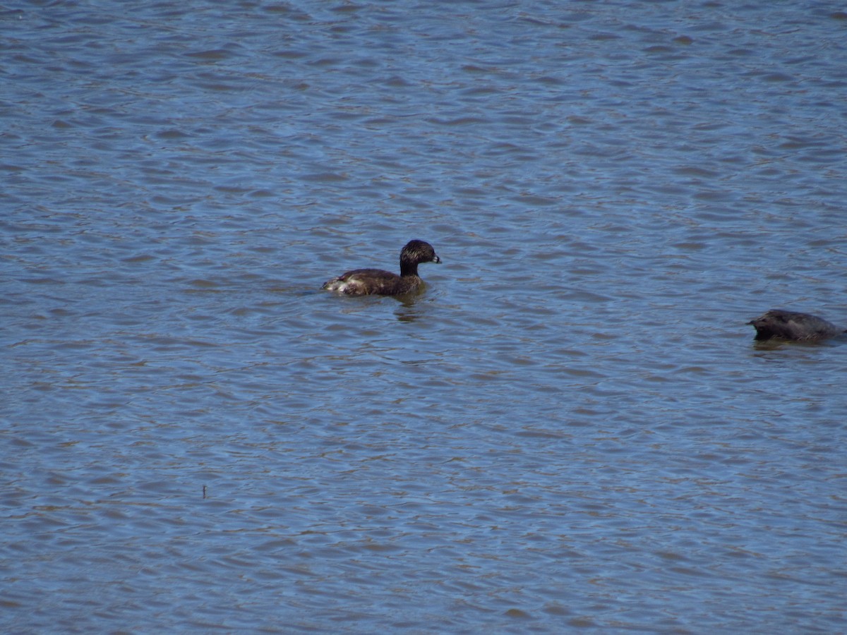 Pied-billed Grebe - ML615574113