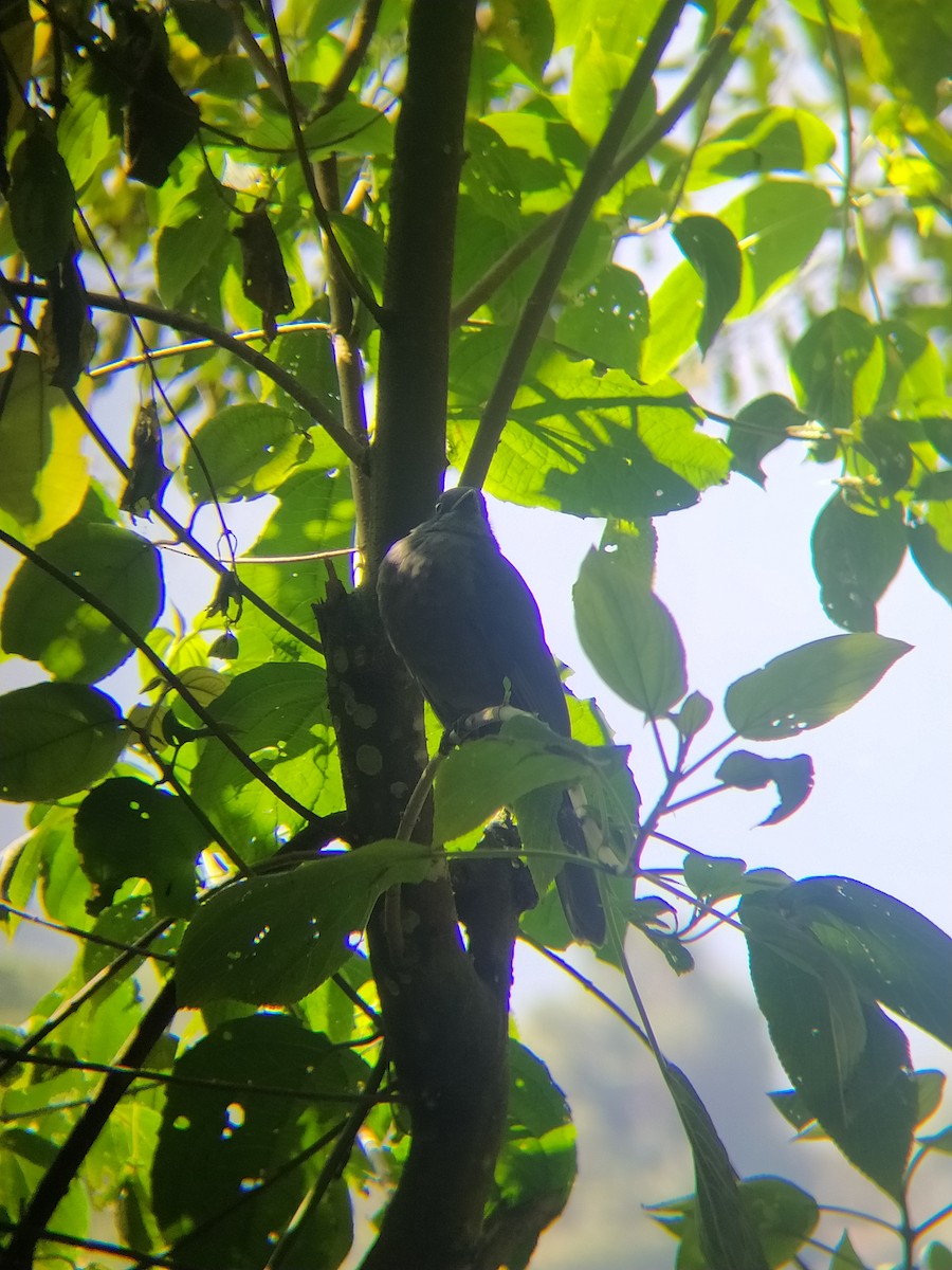 Dusky Piha - ML615574118