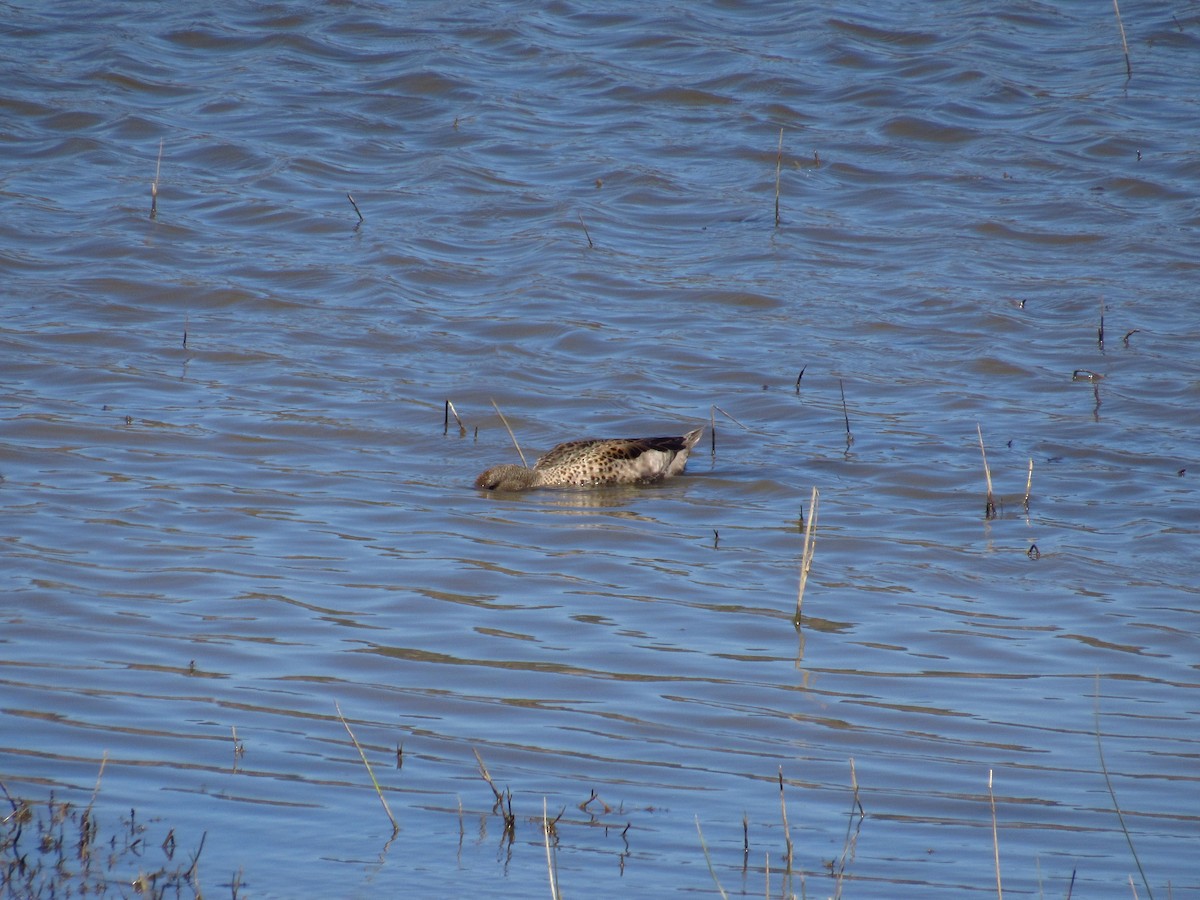 Yellow-billed Teal - ML615574128