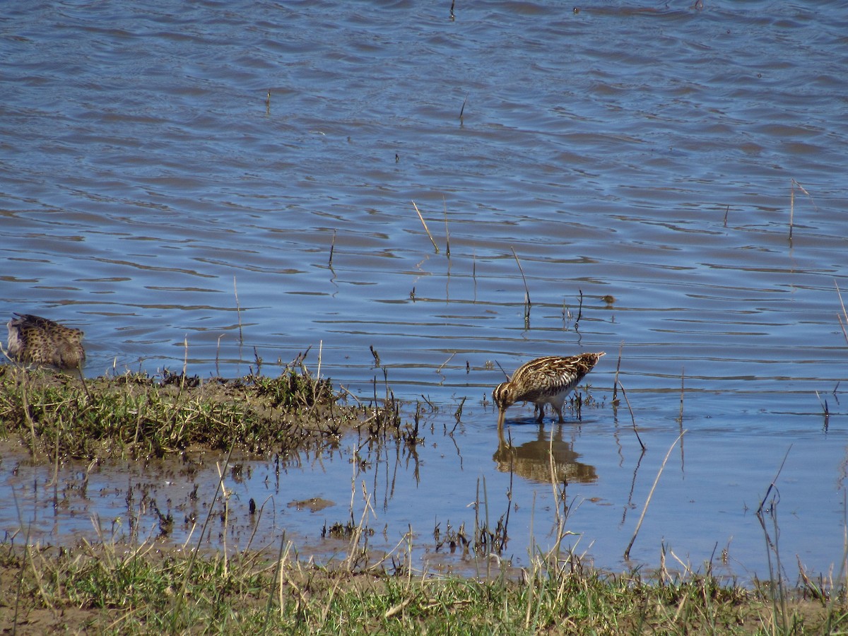 Magellanic Snipe - ML615574158