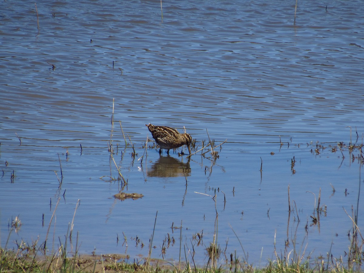 Magellanic Snipe - ML615574159