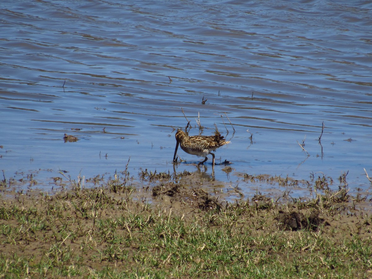 Magellanic Snipe - ML615574161