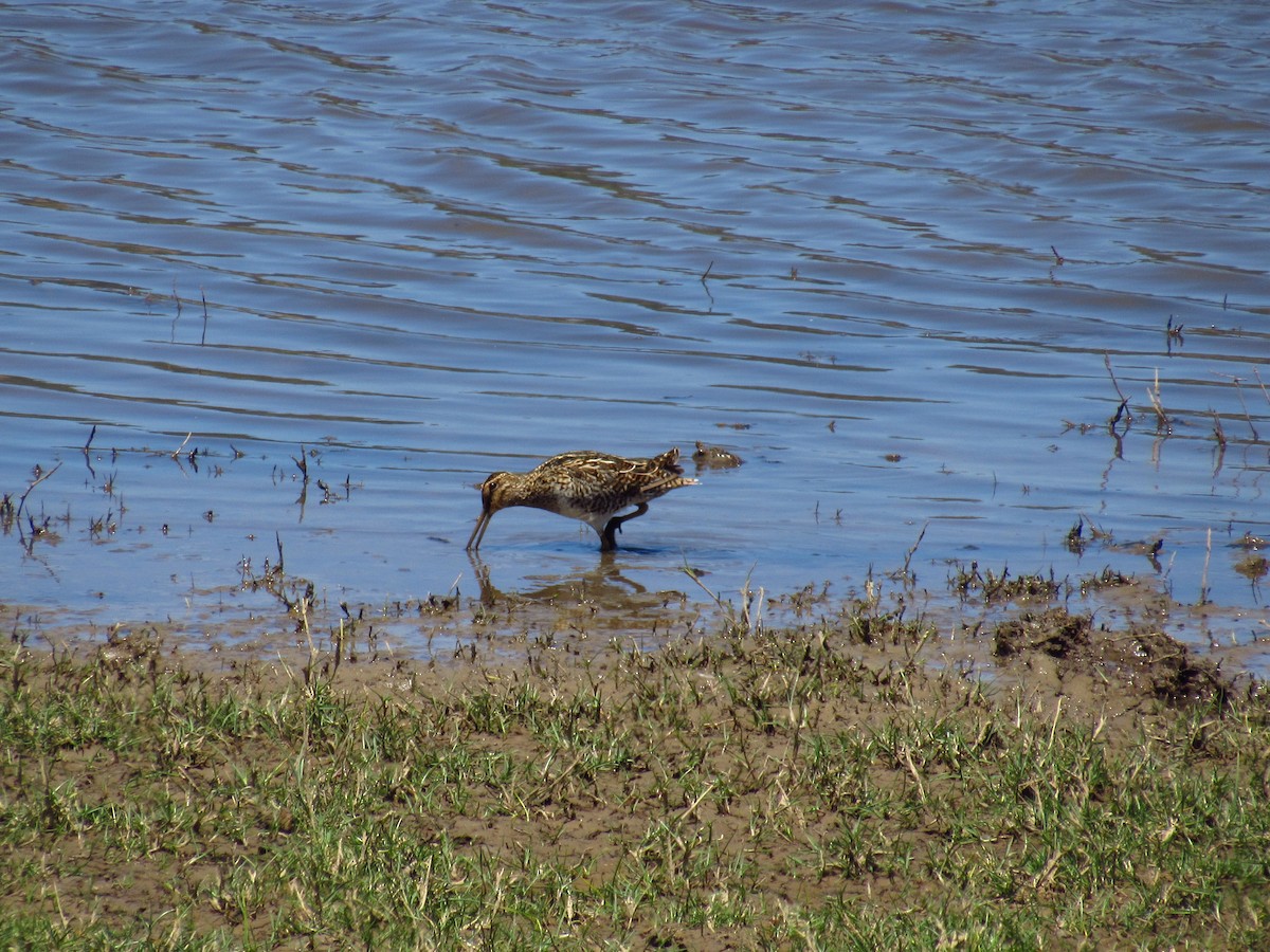 Magellanic Snipe - ML615574162