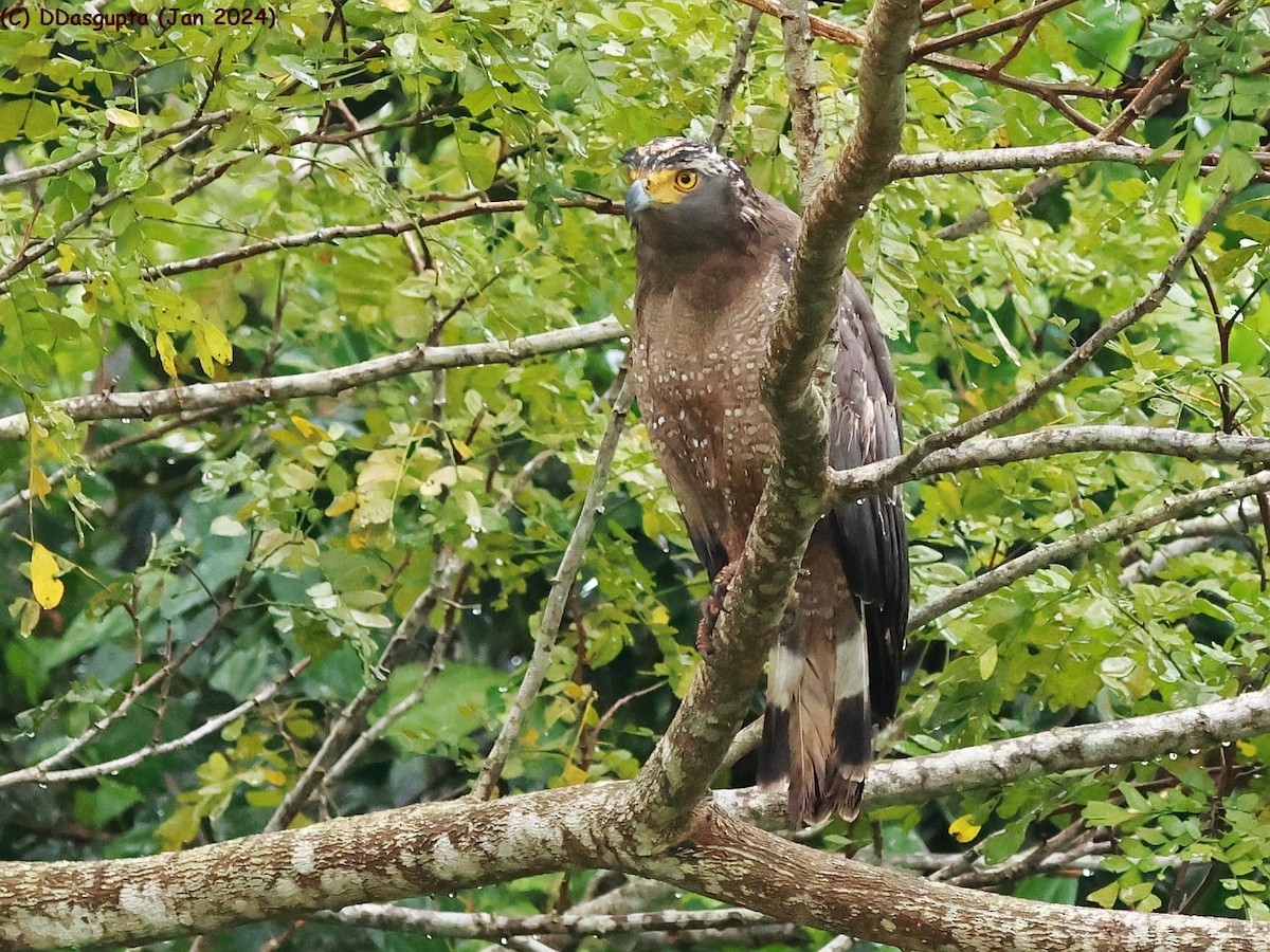 Crested Serpent-Eagle - ML615574170