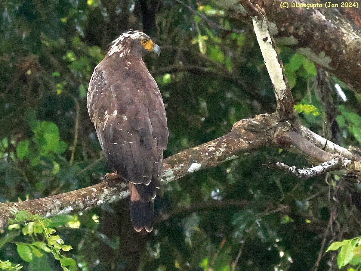 Crested Serpent-Eagle - ML615574171