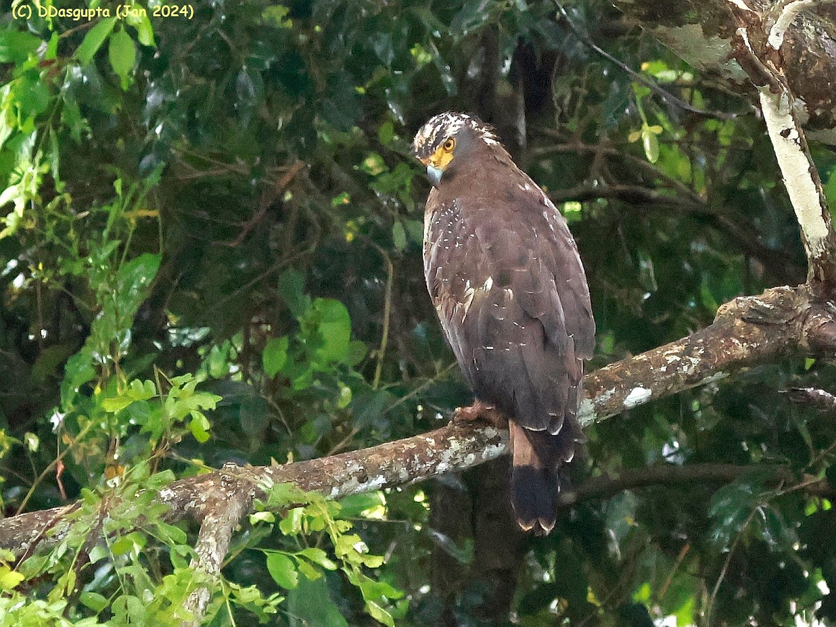 Crested Serpent-Eagle - ML615574172