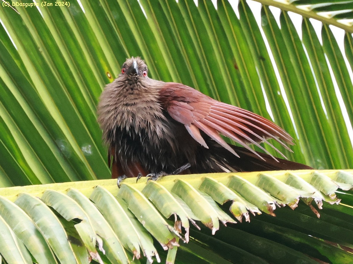 Andaman Coucal - ML615574181