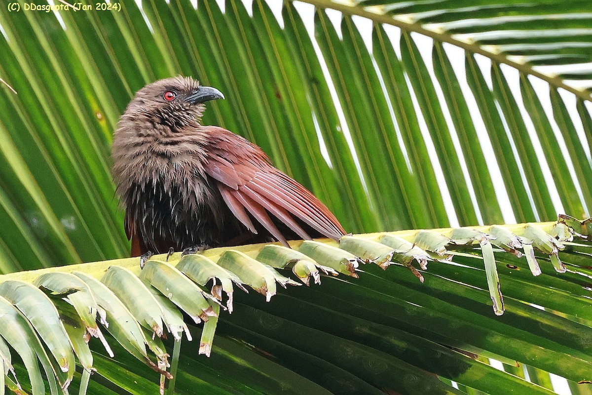 Andaman Coucal - D Dasgupta