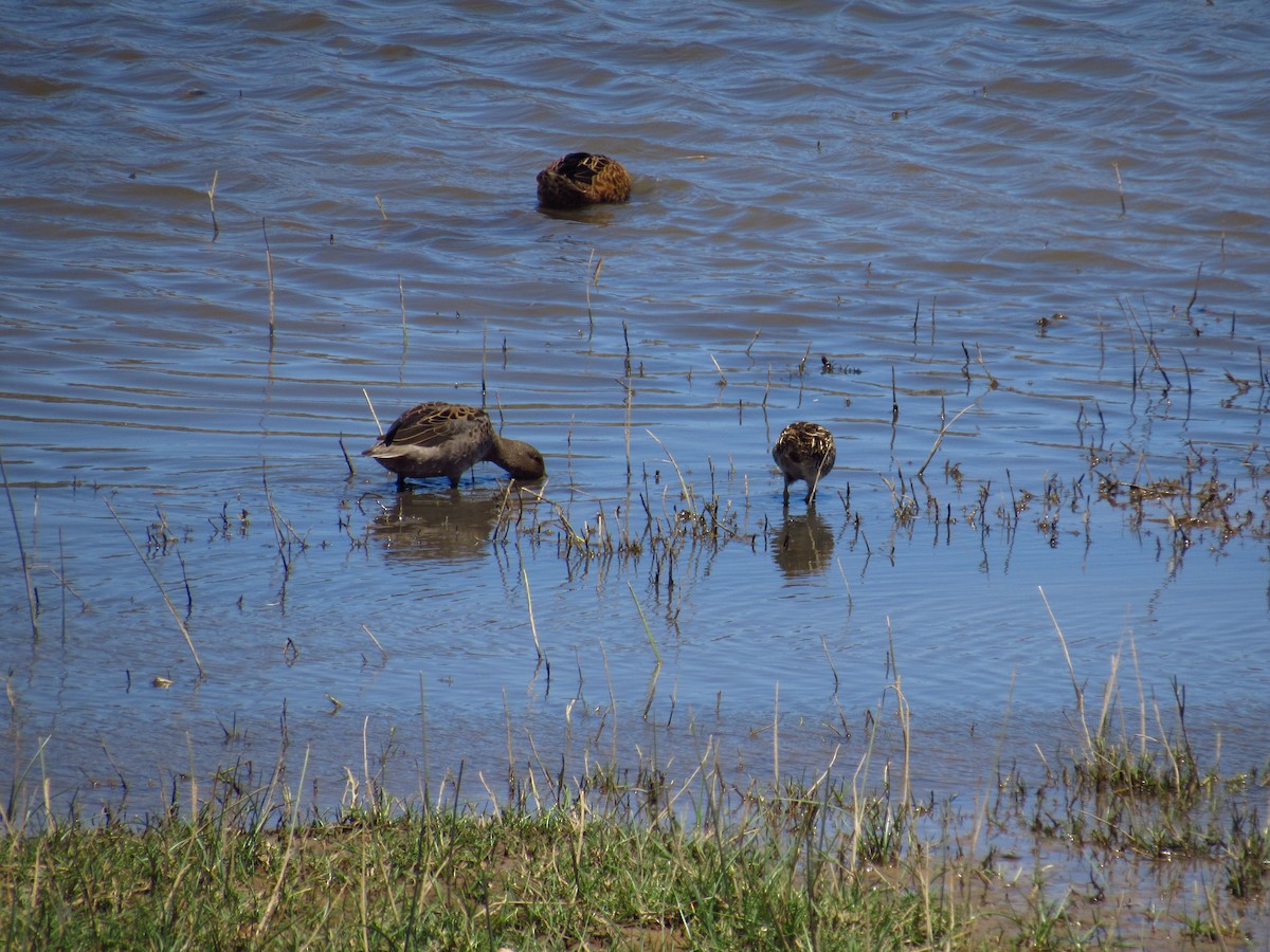 Yellow-billed Teal - ML615574195