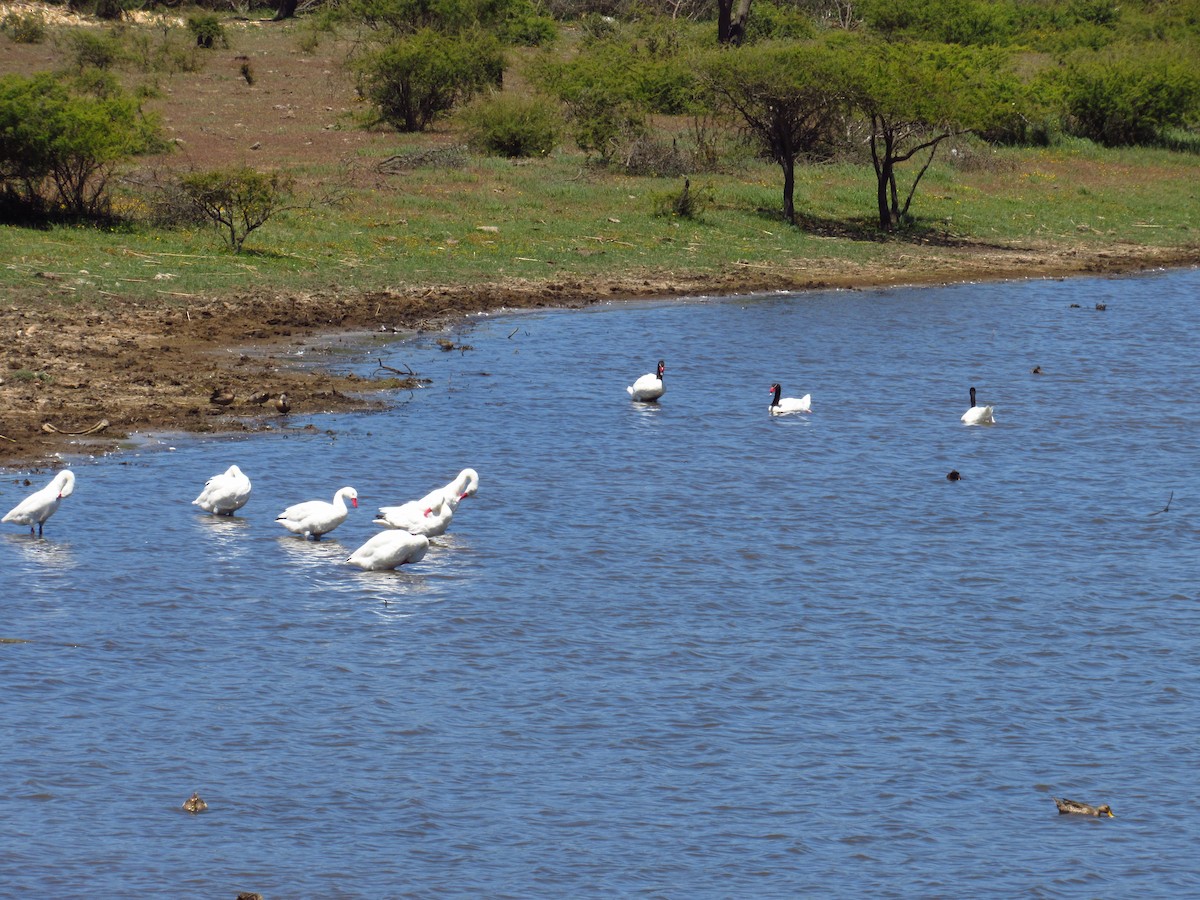 Coscoroba Swan - ML615574216