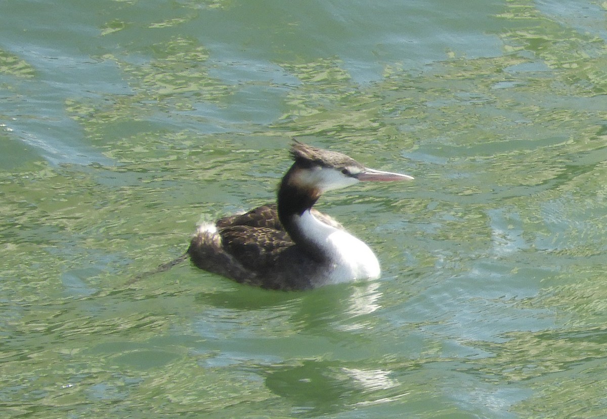 Great Crested Grebe - ML615574240