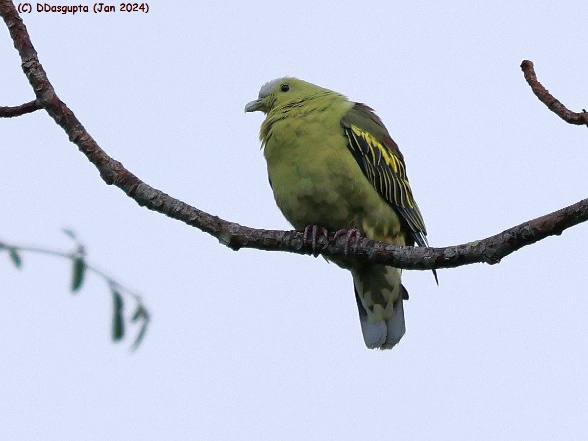 Andaman Green-Pigeon - D Dasgupta