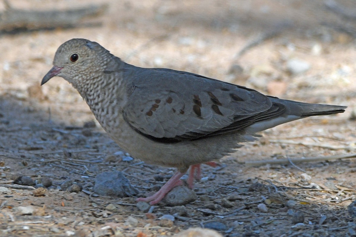 Common Ground Dove - Timothy Carstens