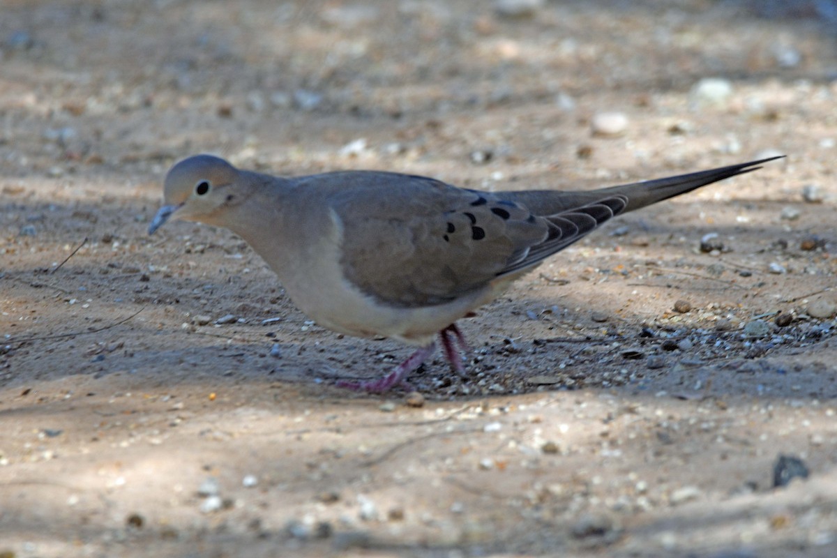 Mourning Dove - ML615574381