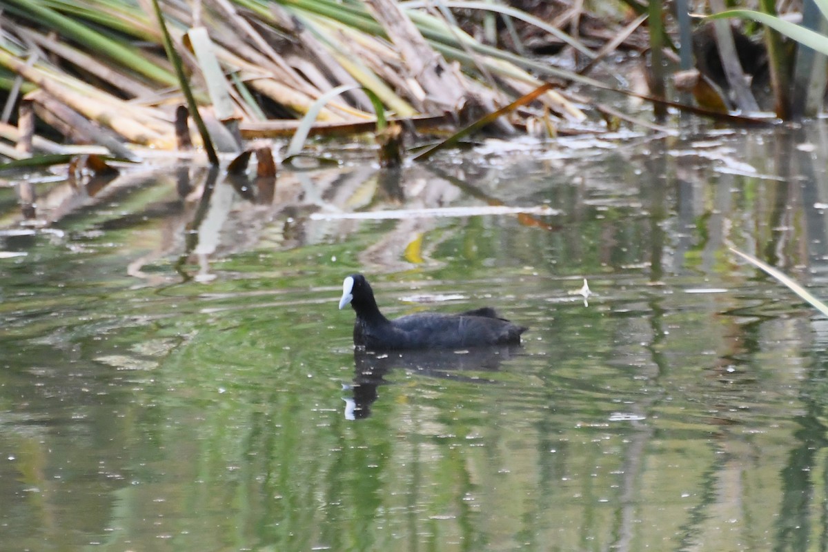 Folaga - ML615574502