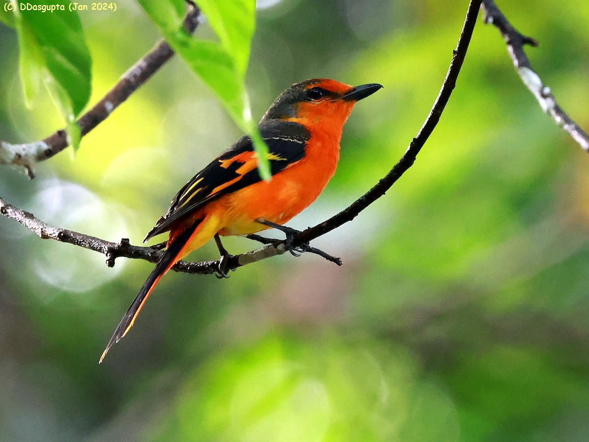 Scarlet Minivet - ML615574504