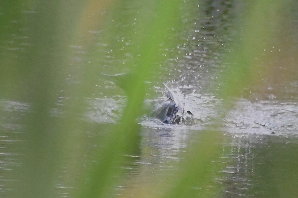 Little Black Cormorant - ML615574508