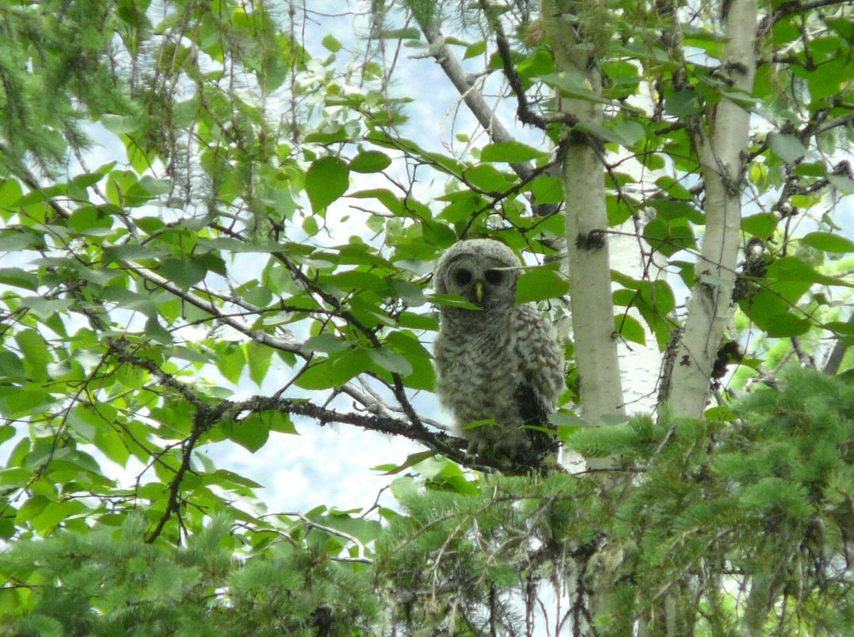 Barred Owl - Douglas Leighton