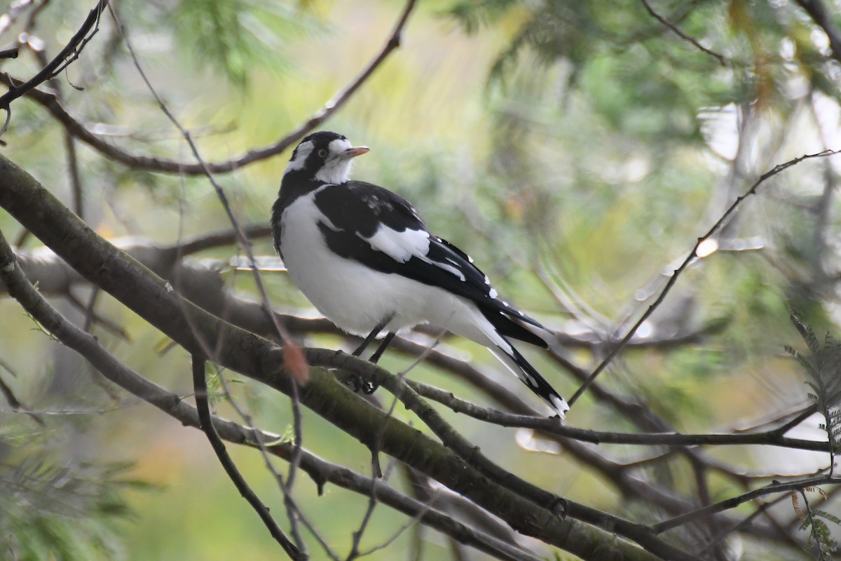Magpie-lark - ML615574510
