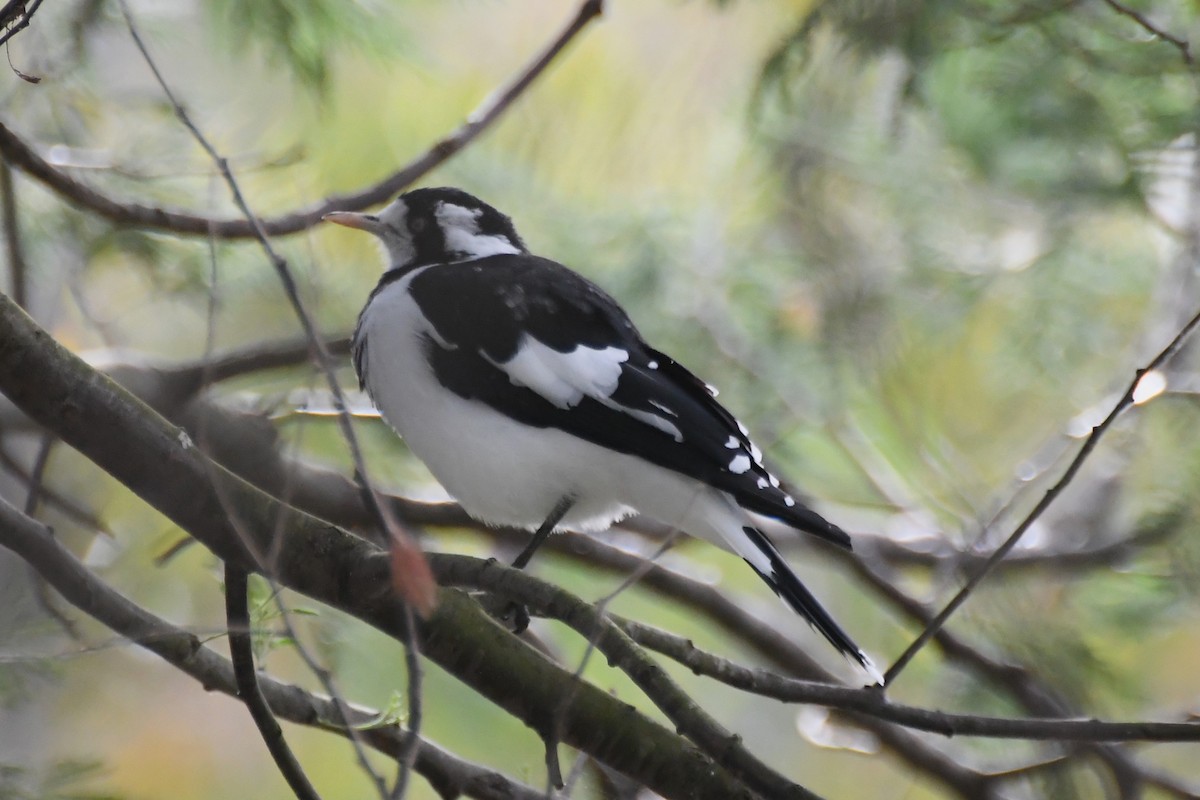 Magpie-lark - ML615574512